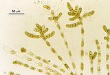 Cladosiphon irregularis5